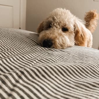 Tu perro también se viene